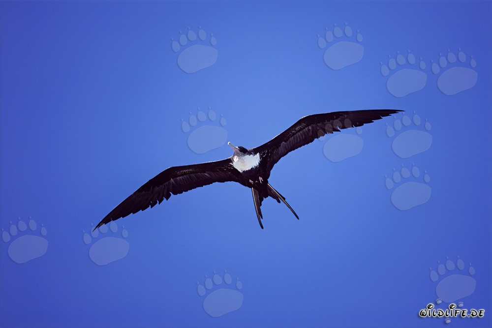 Fregata magnifica - Volo maestoso sopra il Pacifico