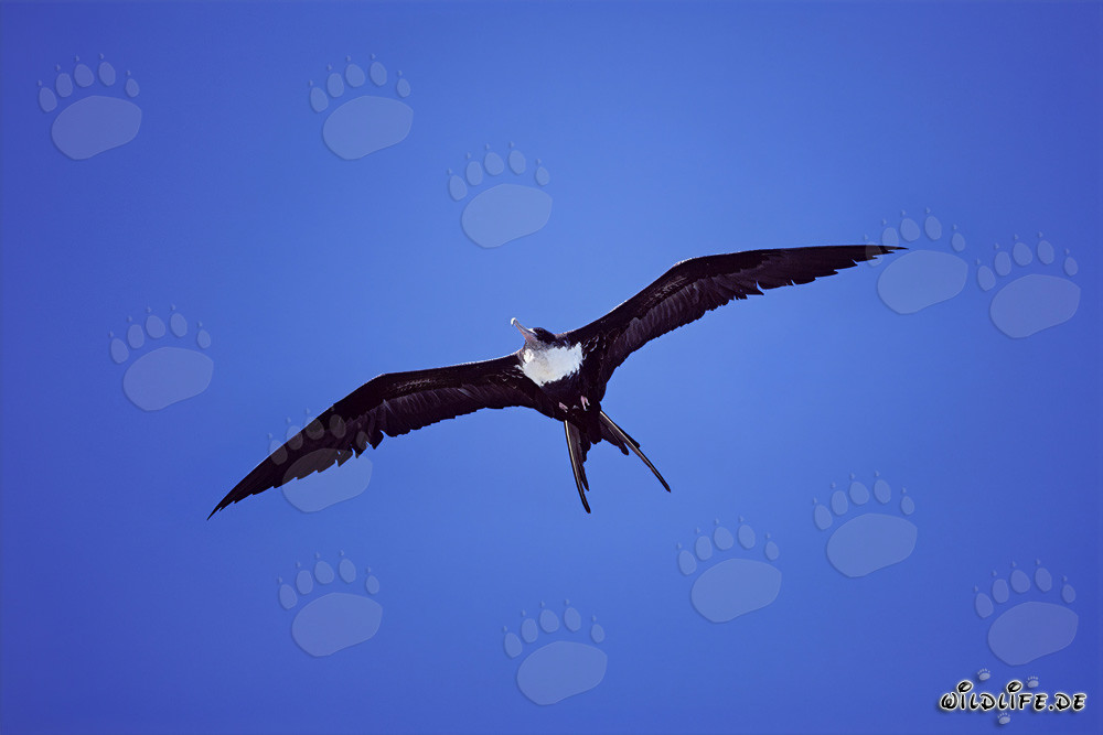 Great Frigatebird - Majestic Flight over the Pacific