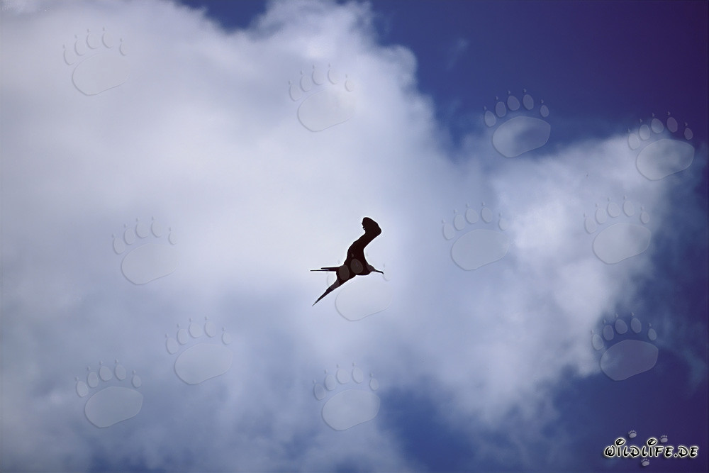 Bindenfregattvogel majestätisch vor einer Wolkenkulisse
