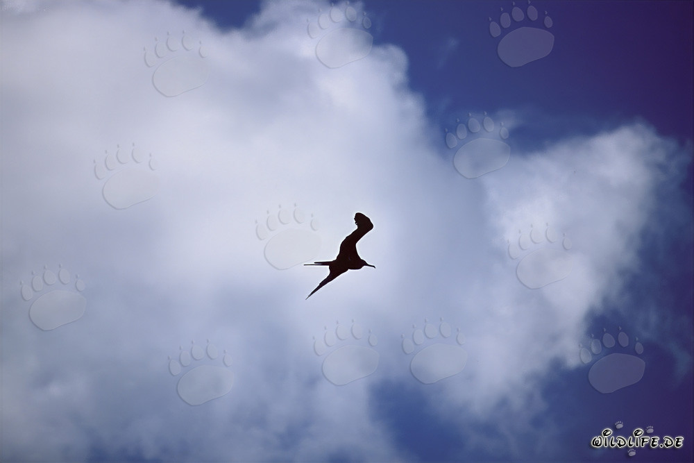 Majestic Great Frigatebird against a backdrop of clouds