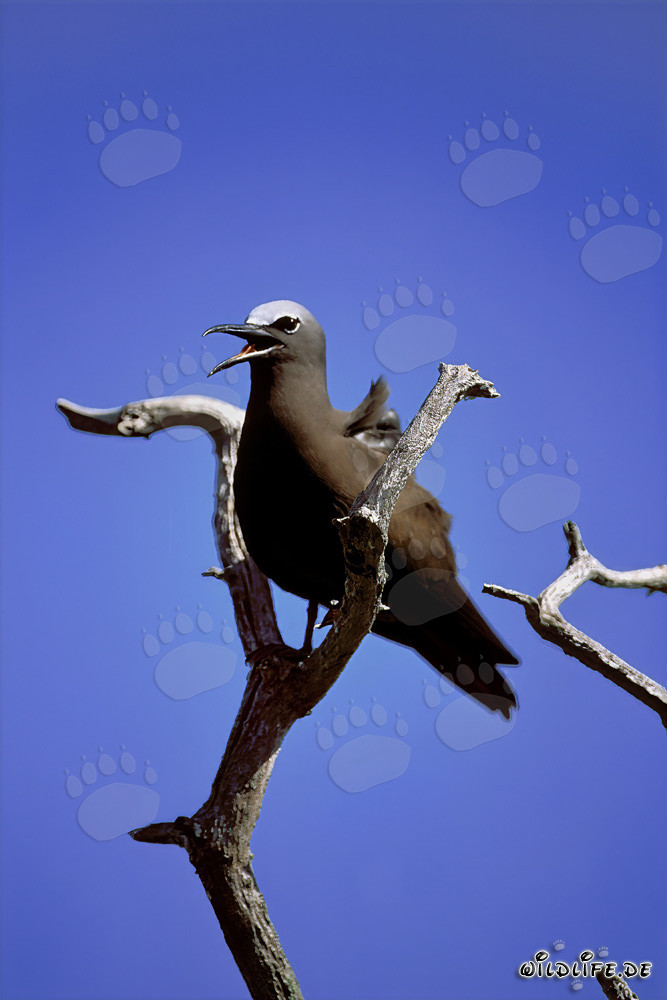 Brown Noddy perched on a tree