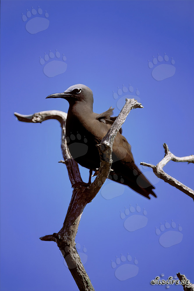 Brown Noddy perched on the tree at sunset