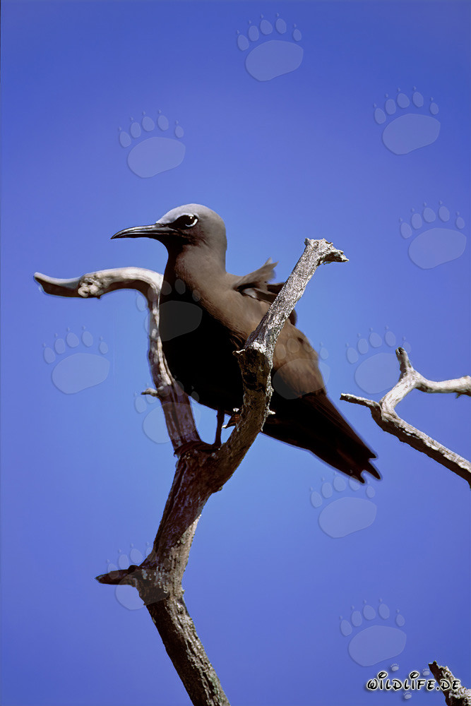 Noddy-Seeschwalbe auf dem Baum im Sonnenuntergang