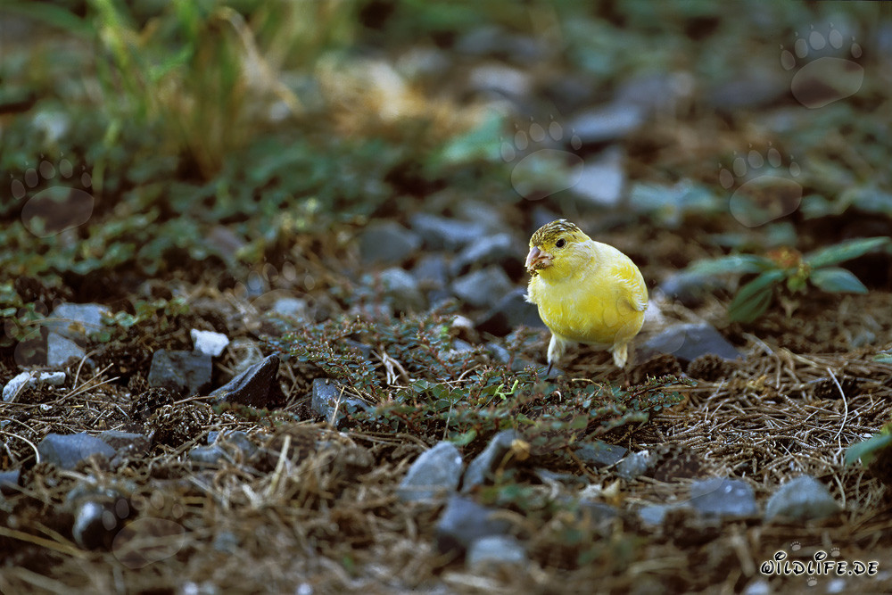 Canari sur Midway Atoll dans les îles hawaïennes