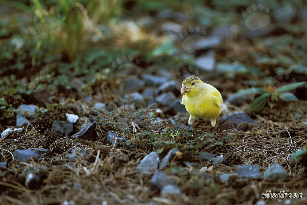 Canario en Midway Atoll en las islas hawaianas