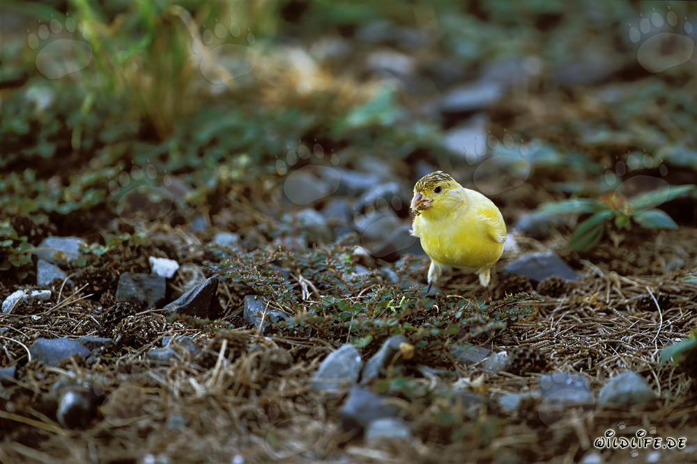 Canary on Midway Atoll in the Hawaiian Islands