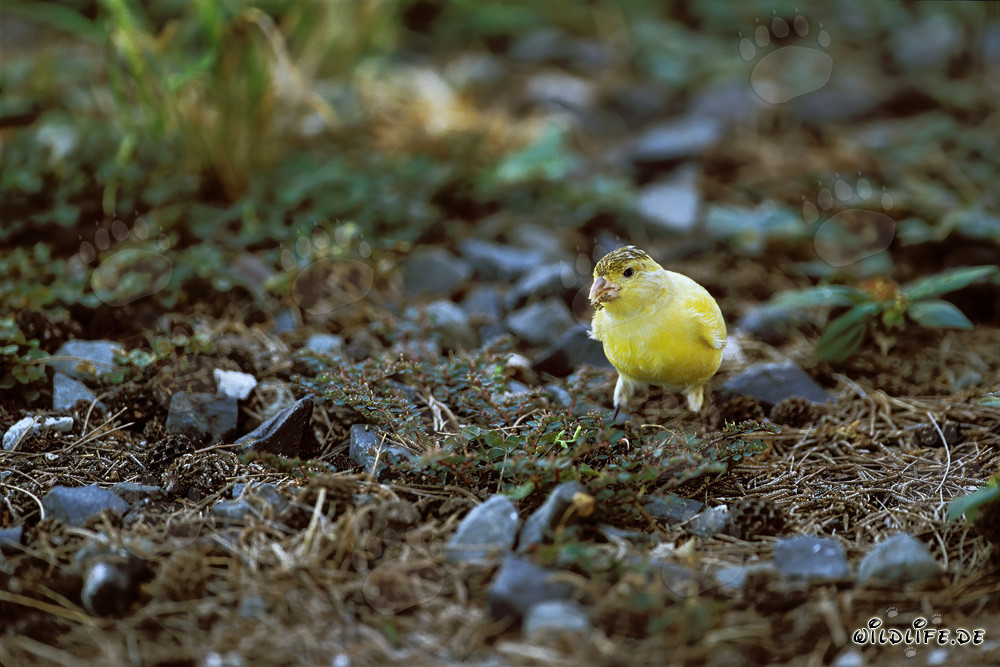 Kanarienvogel auf Midway Atoll in den Hawaiian Islands
