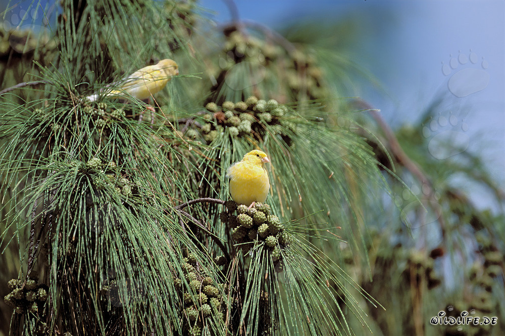 Canaris jaunes sur un arbre luxuriant sous le soleil
