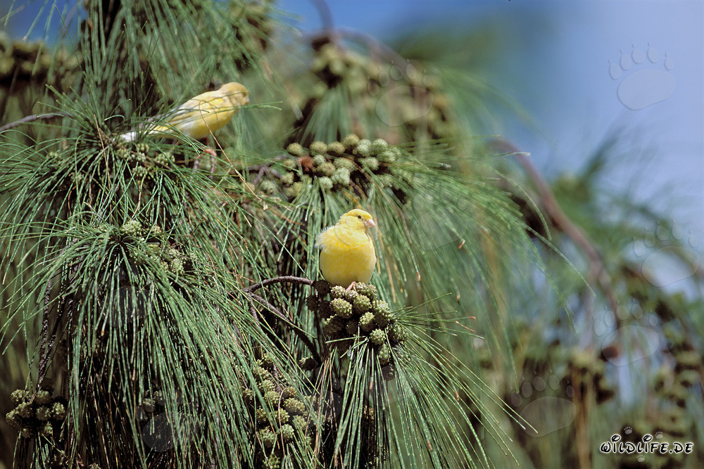 Yellow canaries on a lush tree in the sunshine
