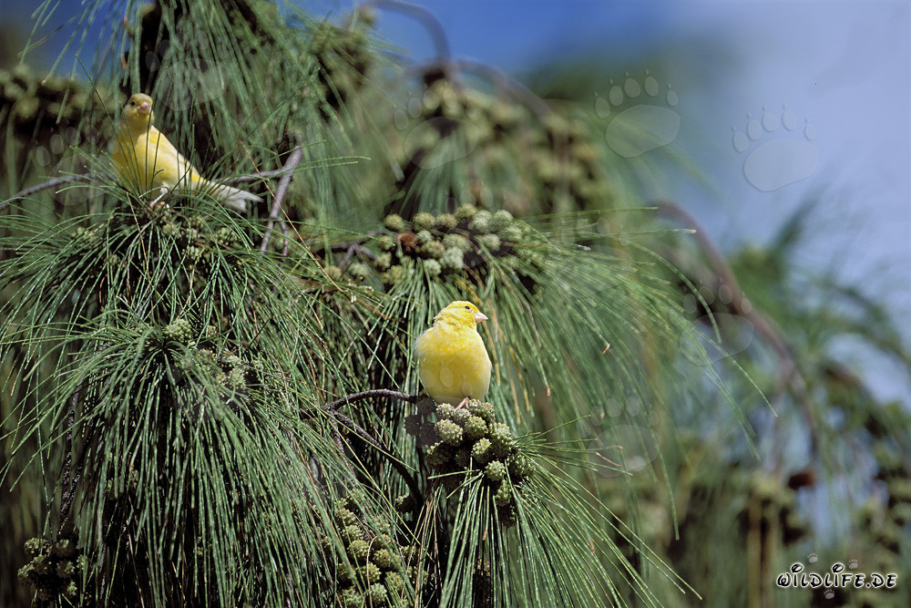 I canarini gialli nell'idilliaco Midway Atoll