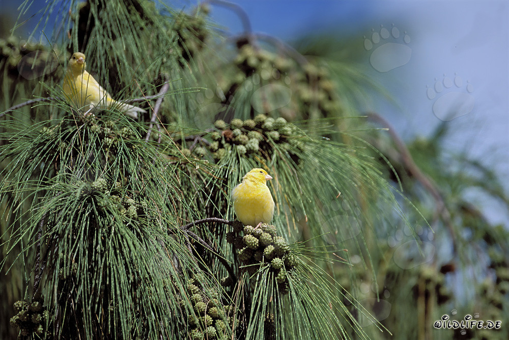Les canaris jaunes sur l'idyllique Midway Atoll