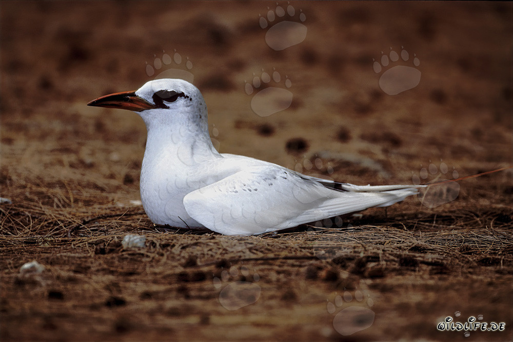 Elegant Red-tailed Tropicbird Brooding on Midway