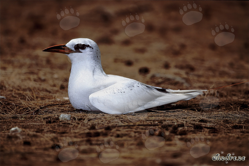 Eleganter Rotschwanz-Tropikvogel beim Brüten auf Midway