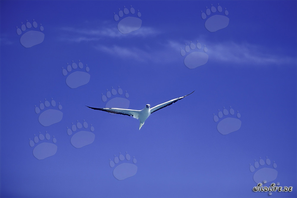 Fliegender Rotfußtoelpel über dem Midway Atoll