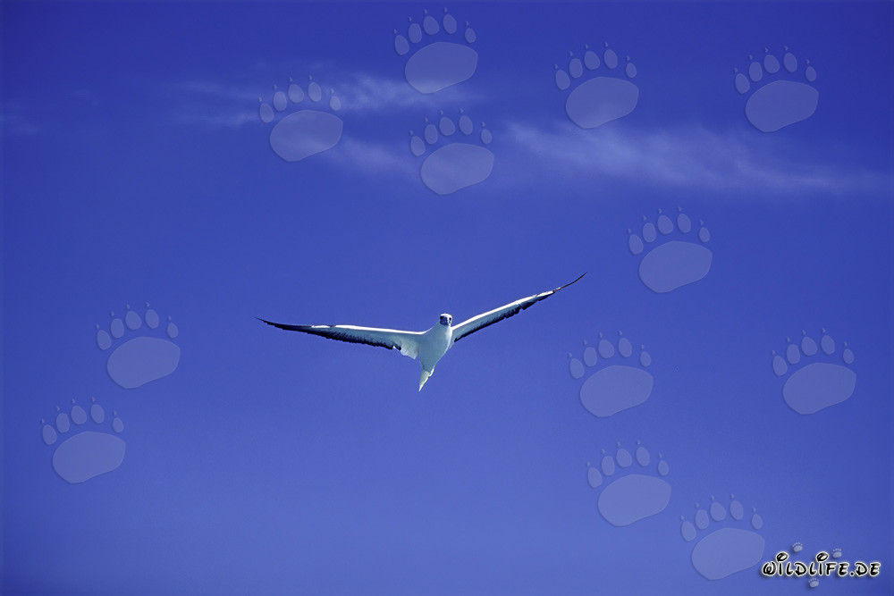 Flying Red-footed Booby over Midway Atoll
