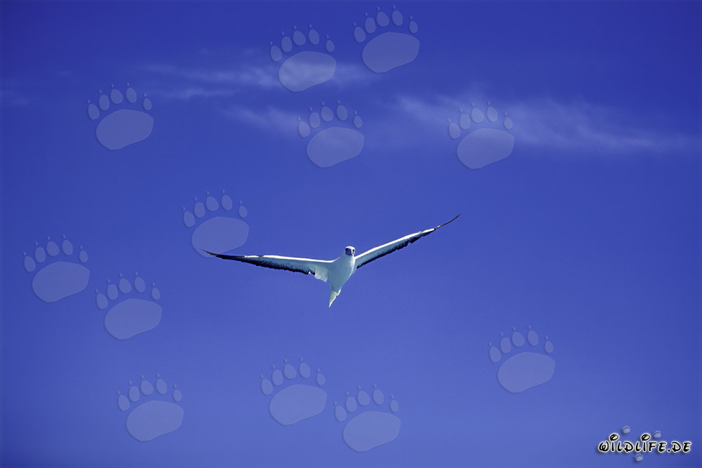 Fou à pieds rouges volant au-dessus de l'atoll de Midway