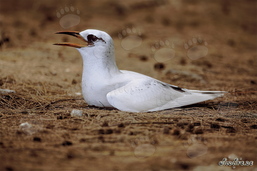 Elegant red-tailed tropicbird incubating on Midway