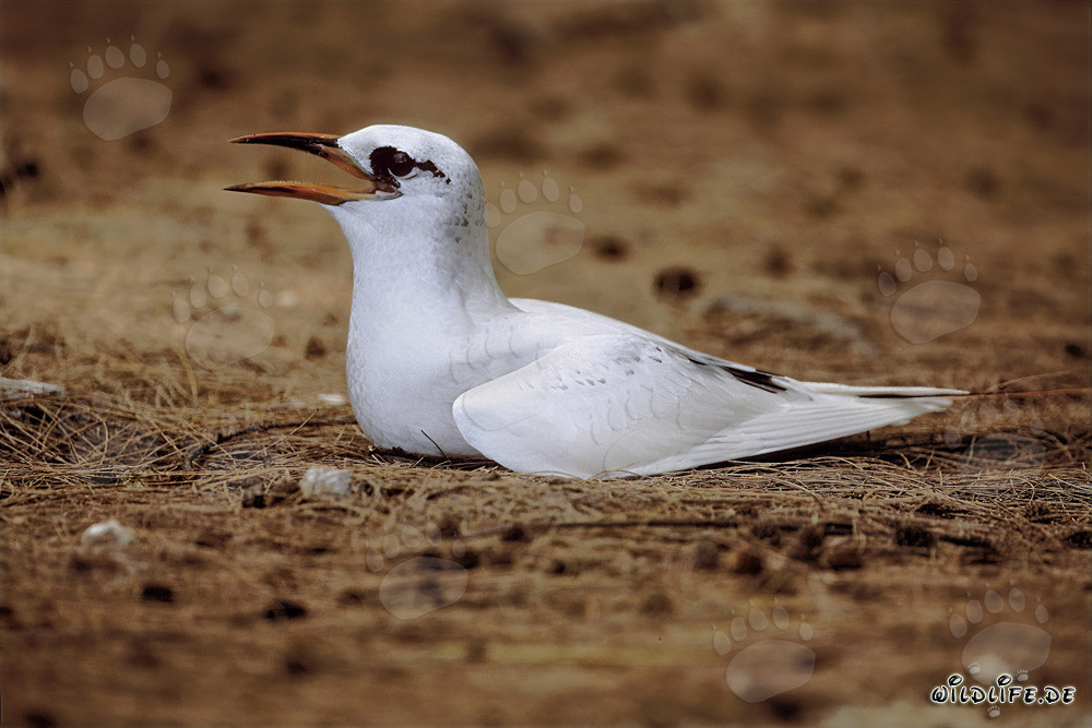 Eleganter Rotschwanz-Tropikvogel beim Brüten auf Midway