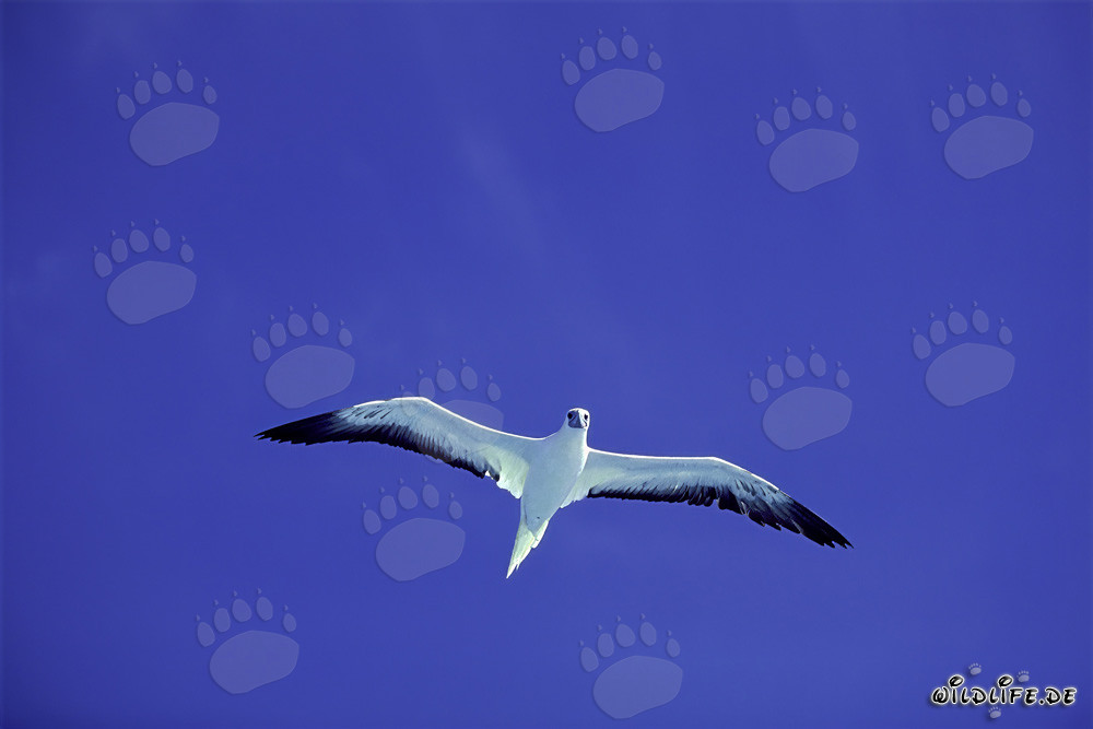 Fou di Midway - uccelli maestosi nel cielo