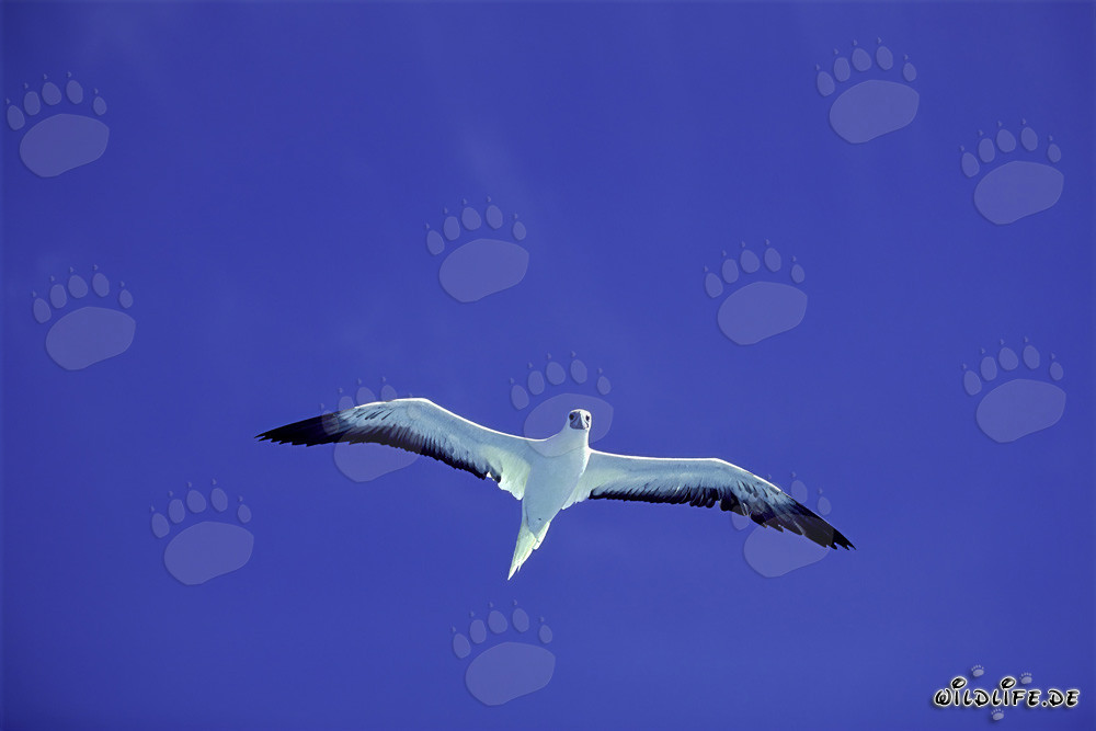 Fous à pieds rouges à Midway - oiseaux majestueux dans le ciel