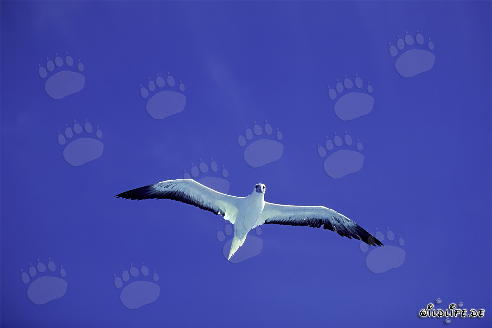 Red-footed Boobies on Midway - majestic birds in the sky
