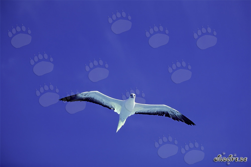 Rotfußtölpel auf Midway - majestätische Vögel am Himmel