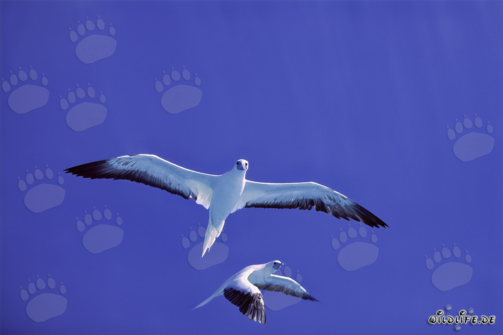 Majestic Flight Display of the Red-footed Boobys at Midway Atoll