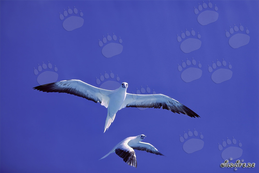 Spectacle aérien majestueux du fou à pieds rouges sur l'atoll de Midway