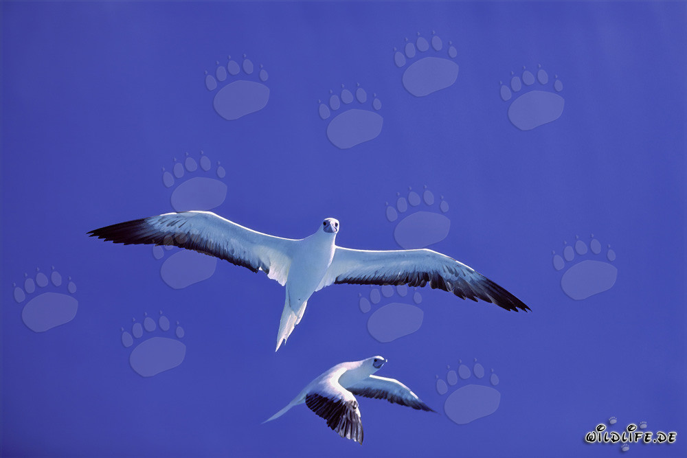 Espectáculo aéreo majestuoso del piquero de patas rojas en el atolón de Midway