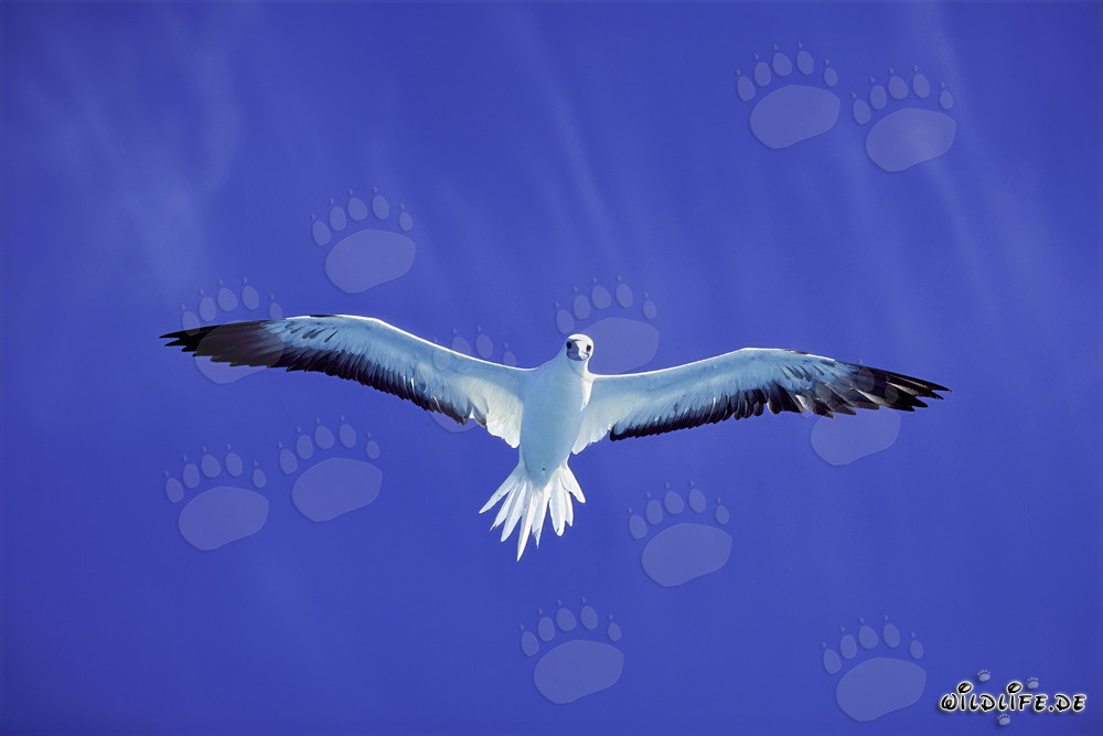 Fous à pieds rouges dans le ciel bleu profond de l'atoll de Midway