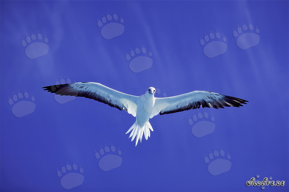 Fulvo piedirossi nel cielo blu profondo dell'atollo di Midway