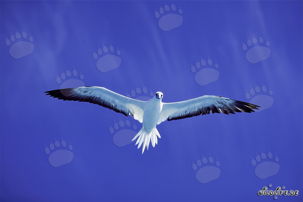 Piquero de patas rojas en el cielo azul profundo del atolón de Midway