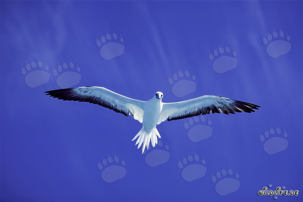 Red-footed Booby on the deep blue sky of Midway Atoll
