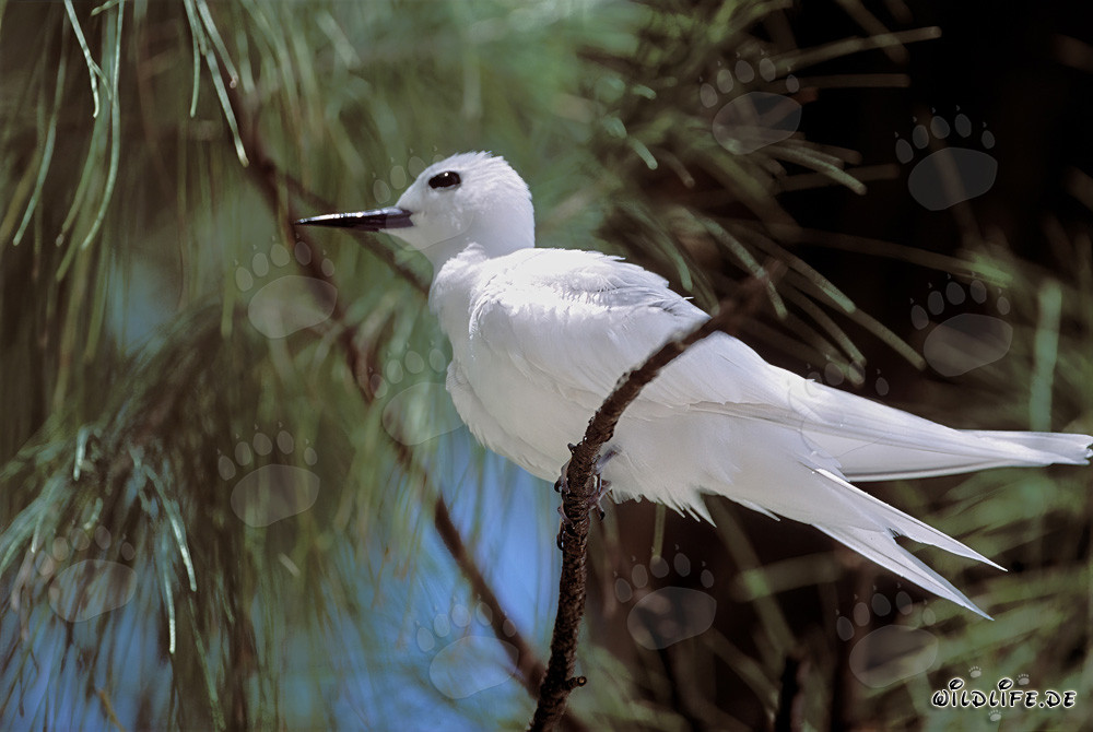 Elegante gaviota blanca en medio de una rama