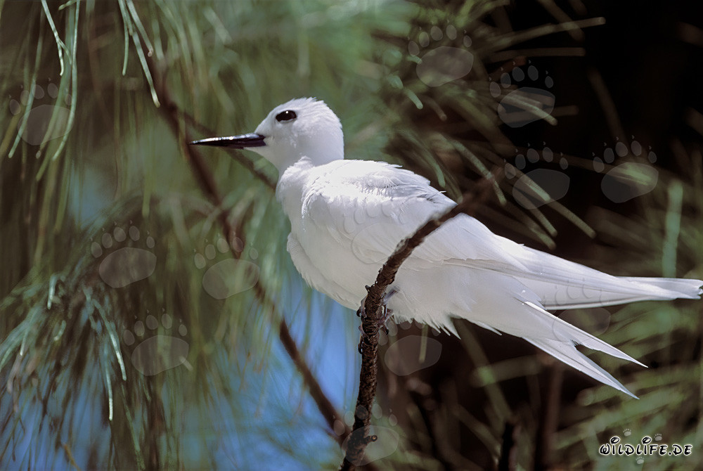 Élégante sterne blanche au milieu d'une branche