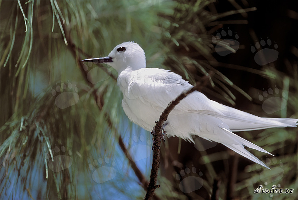 Graceful White Tern Surrounded by a Branch