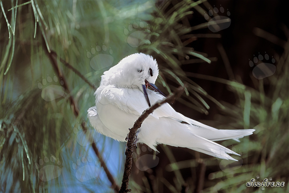 Elegante charrán blanco en un árbol en la Isla Midway