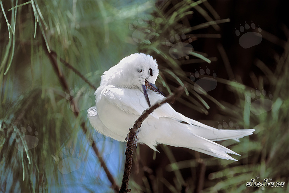 Elegante sterna bianca su un albero a Midway Island