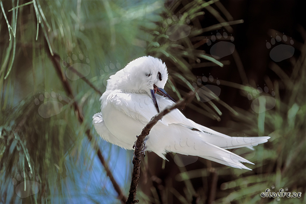 Élégante sterne blanche sur un arbre à Midway Island