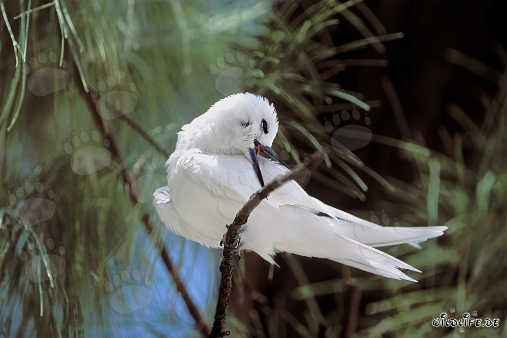 Graceful white tern on a tree on Midway Island
