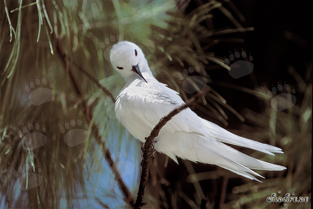 Anmutige Feenseeschwalbe reinigt ihr Gefieder auf Midway Island