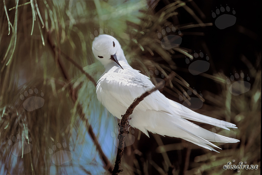 Graceful White Tern Cleans Its Feathers on Midway Island