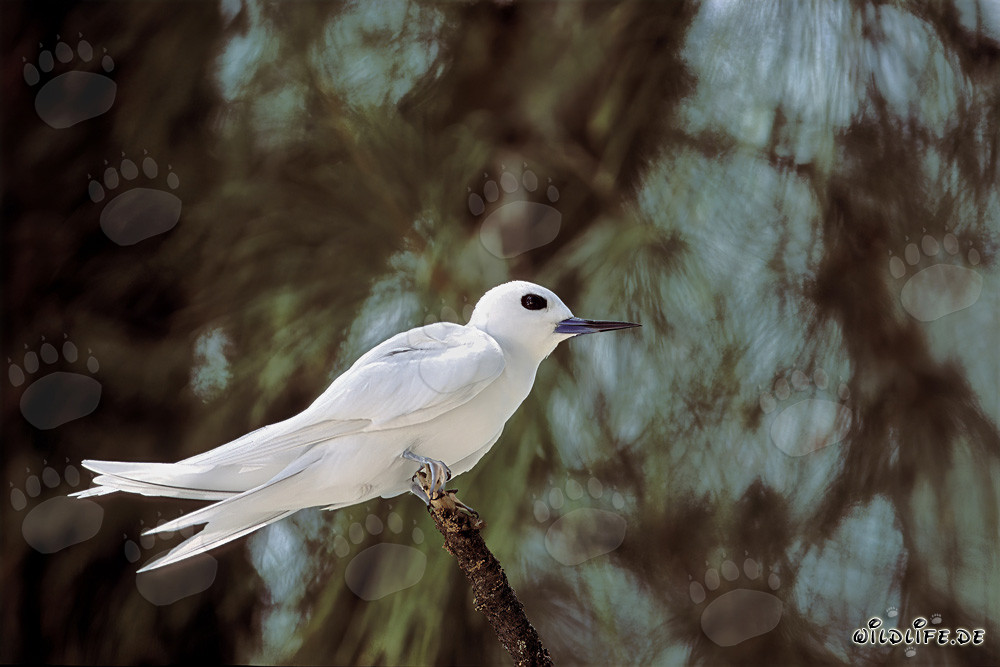 Elegante gaviota blanca en una rama en el cielo azul profundo