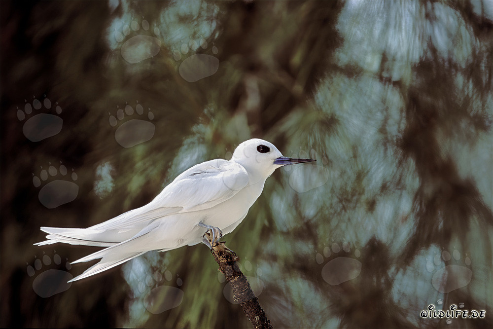 Élégante sterne blanche sur une branche dans le ciel bleu profond