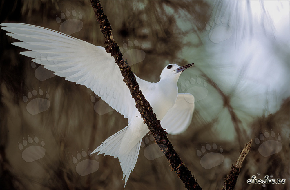 Elegante charrán blanco extendiendo majestuosamente sus alas