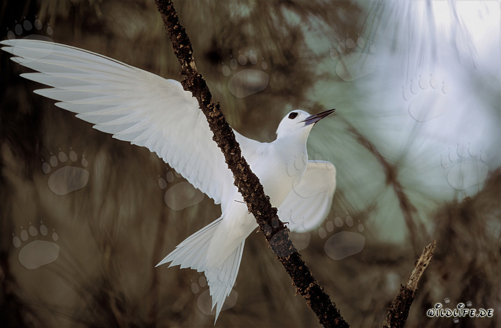 Élégante sterne blanche étendant majestueusement ses ailes