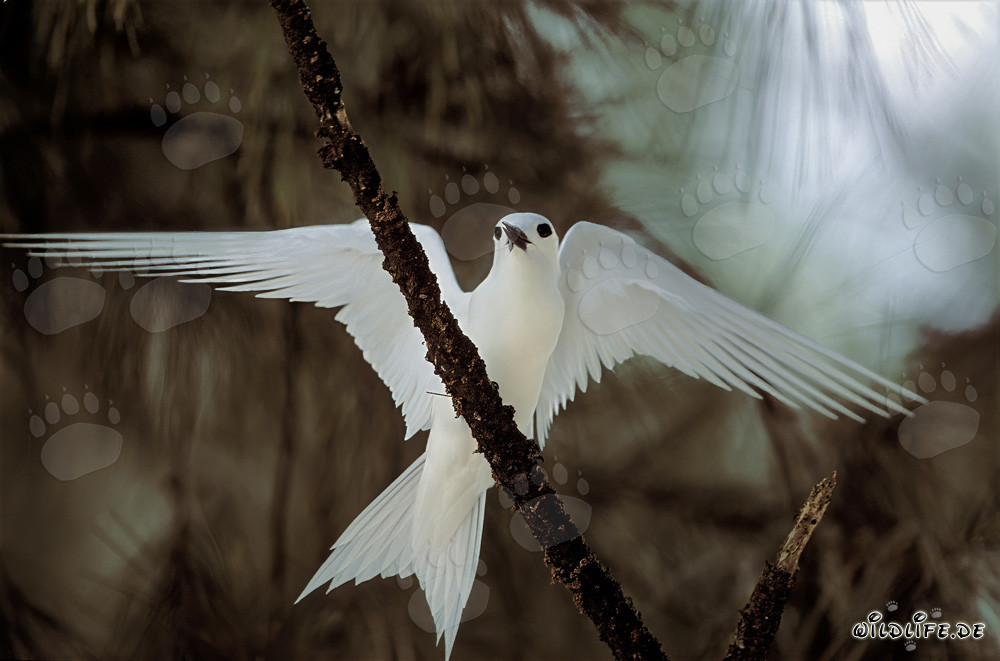 Elegante charrán blanco con las alas desplegadas
