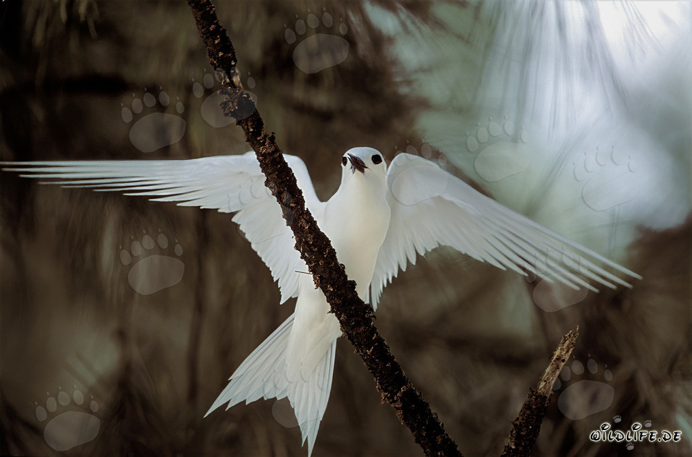 Élégante sterne blanche avec les ailes déployées