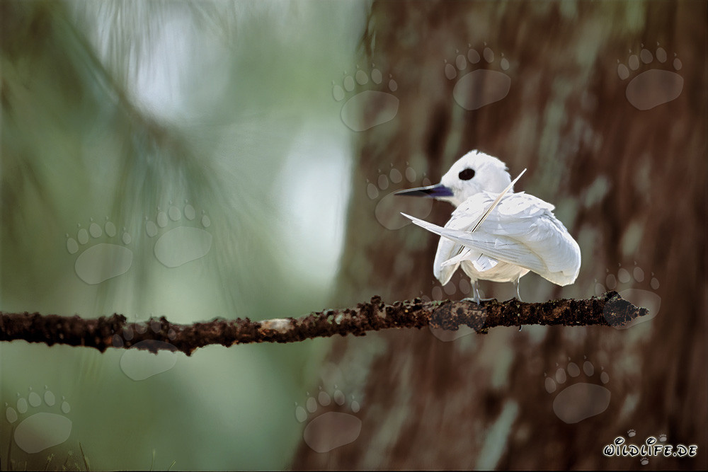 Elegante charrán blanco en una isla de Midway