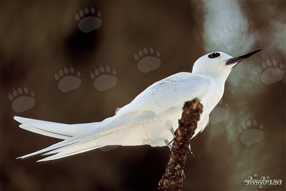 Élégante Sterne blanche dans un cadre tropical